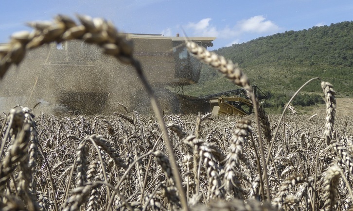 El 40% del trigo y el maíz de Ucrania van a Oriente Medio y África.
