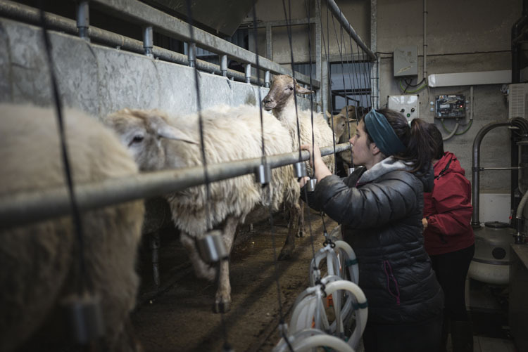 Maialen eta Esther, ardiak jezteko postuetan ongi kokatzen direla ziurtatzen.