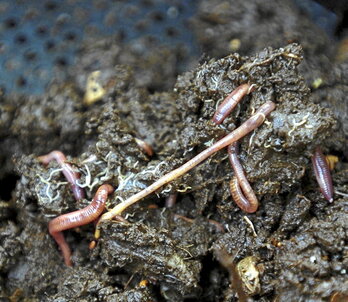 Les lombrics dégradent les restes alimentaires.