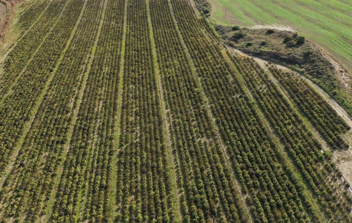 La plantación, en imagen aérea.
