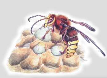 Kuruminoa liztor erraldoia da eta bost begi ditu.