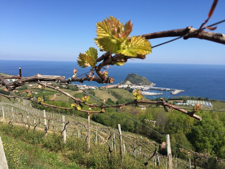 Getariako mahastiak dagoeneko hasi dira lehenbiziko hostoa botatzen.   