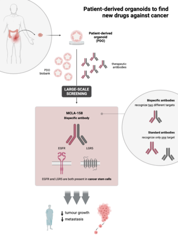 Esquema facilitado por IRB sobre el efecto de los organoides derivados de pacientes utilizados para encontrar nuevos fármacos contra el cáncer.