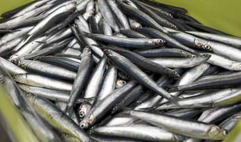 gara-2022-05-06-Noticia