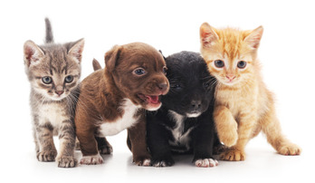 Zenbat eta gehiago behar duen espezie batek gurasoen laguntza jaiotzean, orduan eta samurtasun gehiago eragiten dute. 