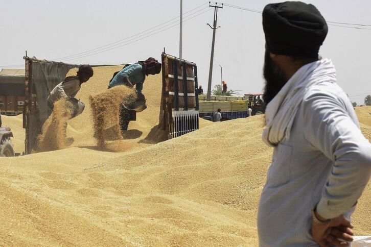 Trabajadores indios descargan trigo en la ciudad de Amritsar, Punjab.
