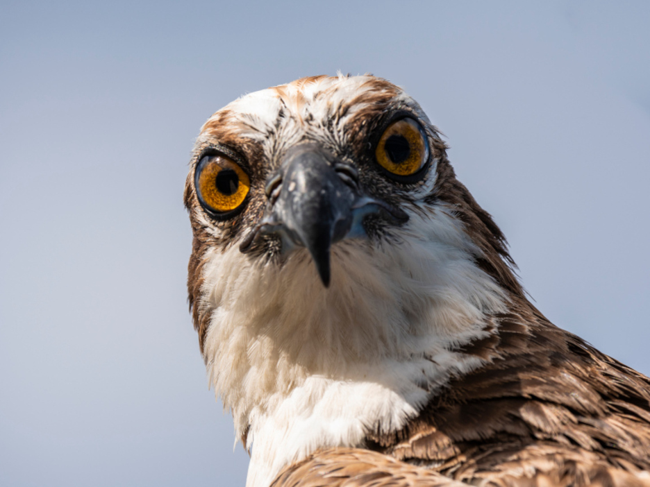 Arrano arrantzalea Arrano arrantzalea