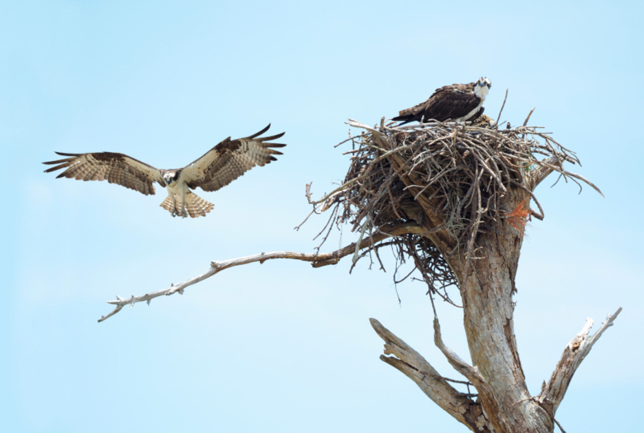 Arrano arrantzalea Arrano arrantzalea