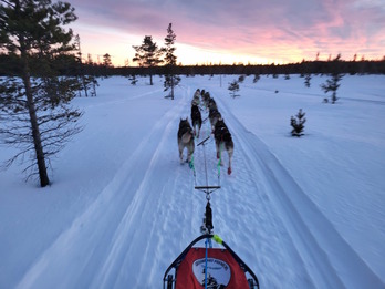 Los perros de Baltasar Gallardo, tirando del trineo durante una espectacular puesta de sol.