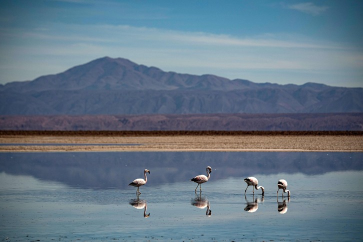Varios flamencos descansan en lago Chaxa, en la reserva nacional Los Flamencos, en Atacama (Chile)