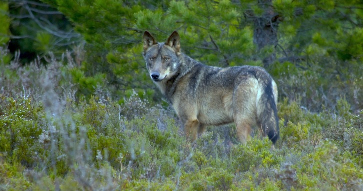 Imagen de un lobo en la Sierra de la Culebra, en Zamora.