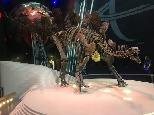 Esqueleto de un estegosaurio, dinosaurio que tendría la sangre fría de acuerdo con sus tasas metabólicas.