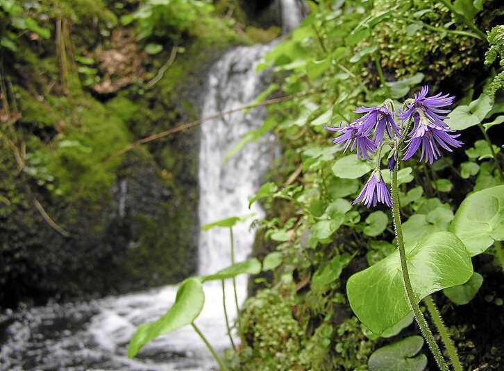 «Soldanella villosa» loretan, Urumeako Kartola errekan. Atzealdean hosto borobilduak, txorten iletsuarekin.