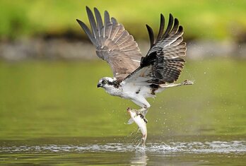 Arrano arrantzalearen ezaugarri nagusia arrainak harrapatzeko duen gaitasuna da