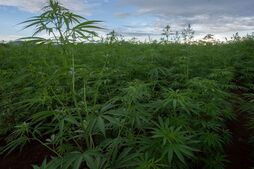 Plantaciones de cannabis para uso industrial en Malawi.
