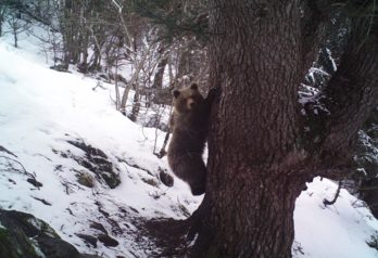 Hartz baten argazkia, Pirinioetan.