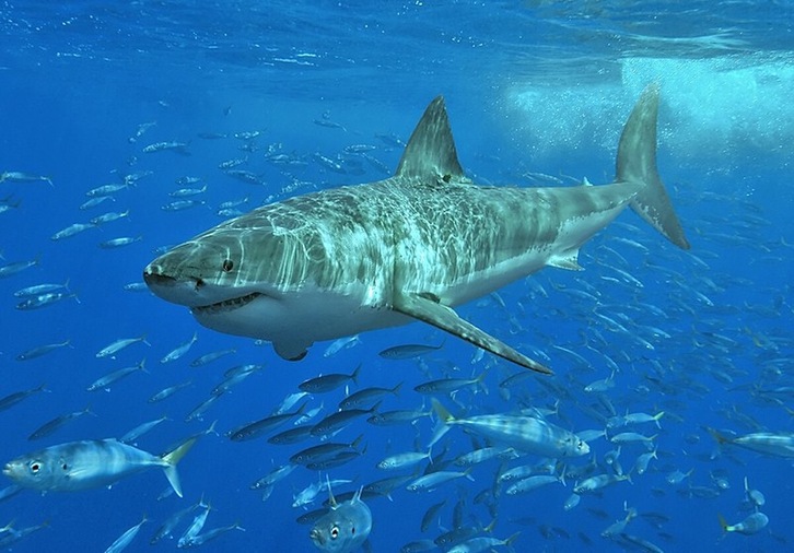 Imagen de un tiburón blanco, que competiría por sus presas con el megalodón.