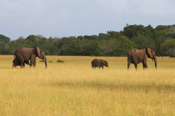 Elefantes en el parque Loango de Gabón, uno de los países que más apuesta por la conservación de la biodiversidad en África.