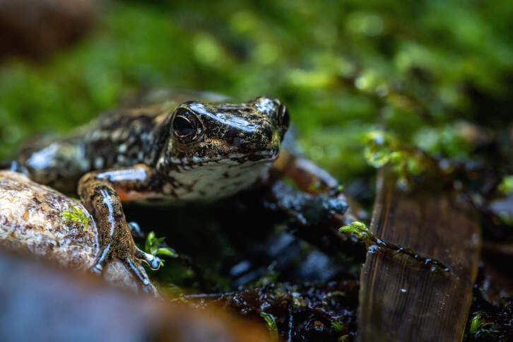 Un ejemplar de la arlequín hocicuda. 