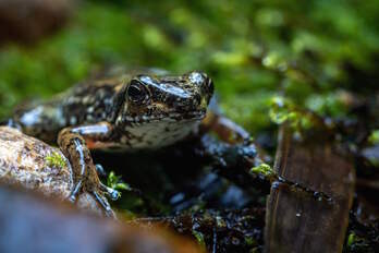 Un ejemplar de la arlequín hocicuda.