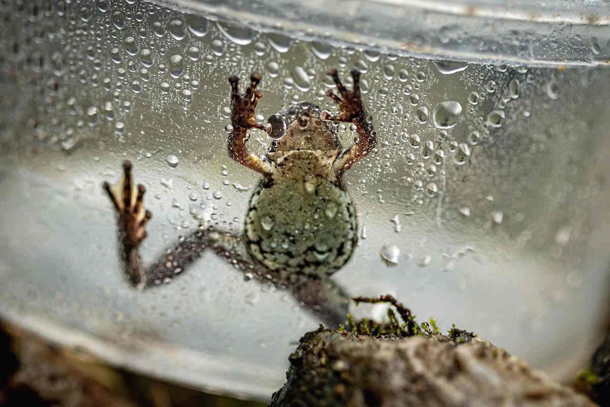 Los bi&oacute;logos recogen un ejemplar de la arlequ&iacute;n hocicuda. (Cristina VEGA RHOR/AFP)