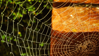 Amaraunaren balioa ikertzen ari da, horren ekoizpen sintetikoa bultzatzea xede.