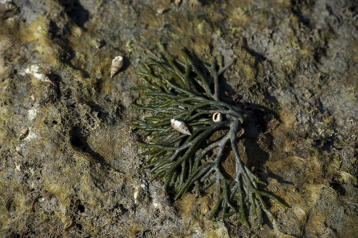 Algak euskal kostaldean, artxiboko irudian.