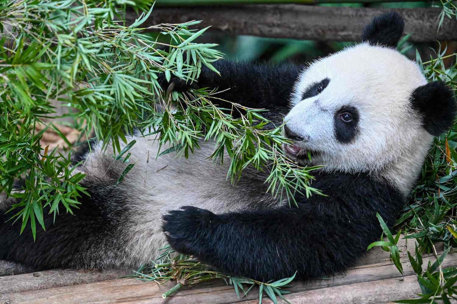 El número de ejemplares de panda gigante en libertad es uno de los indicadores más sensibles de la biodiversidad en China. (Mohd RASFAN | AFP)