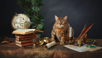 El universo de Harry Potter ha enganchado a millones de lectores de todo el mundo.