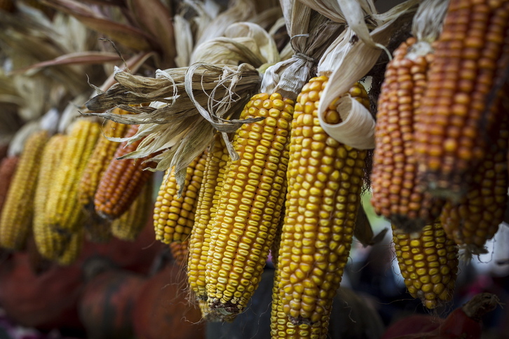 El cultivo del maíz sigue sin estar autorizado, pero se permitirá su comercialización.