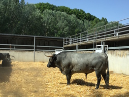 Un impresionante toro de la ganadería Escolar, al otro lado del cristal del Gas.
