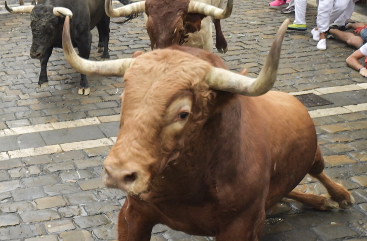 Bi urteren ondoren, zezena sanferminetara itzuli da. 