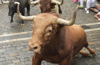 Bi urteren ondoren, zezena sanferminetara itzuli da. 