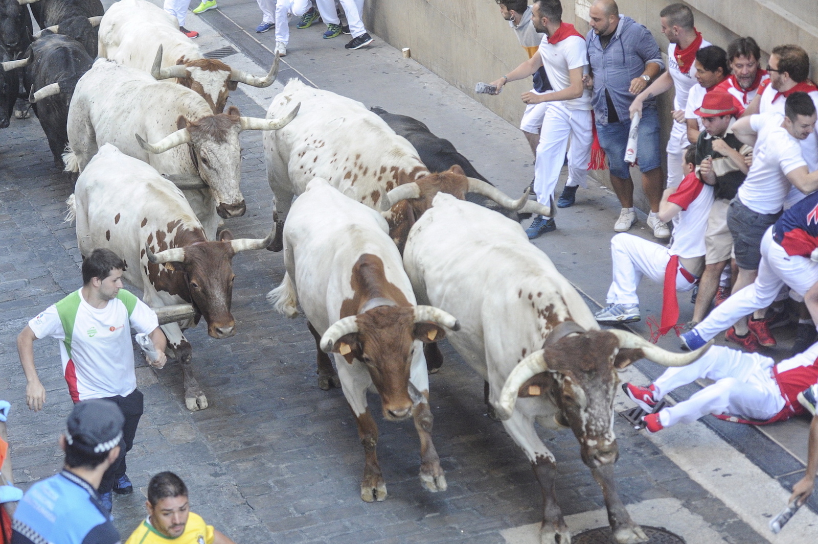 Los cabestros, por delante ya en Santo Domingo. Joxe Zabalza | Foku