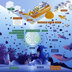 Ozeanoetako mikrobiomaren funtzioak azaltzen dituen infografia.