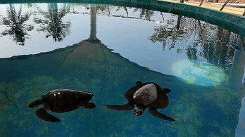 Mazunteko Dordoken Zentroa. 