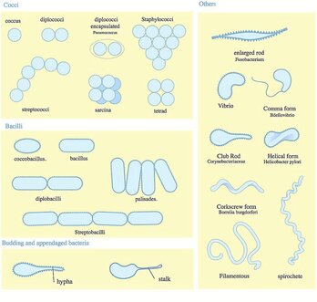 gara-2022-07-07-Opinión