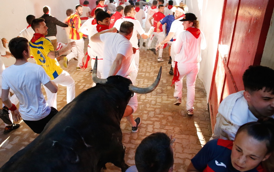 Varios corredores acompañan la entrada en el coso de uno de los toros de La Palmosilla.