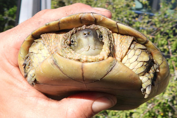 Urdaibain topatu duten dortoka korrontezalearen alea. 