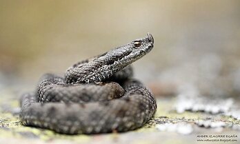 Lataste sugegorria (Vipera latastei)