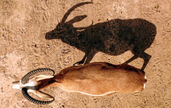 Gazela Rhim, reserva del desierto de Samawa, sur de Irak. En un mes, su población se redujo de 148 a 87 por falta de alimento.