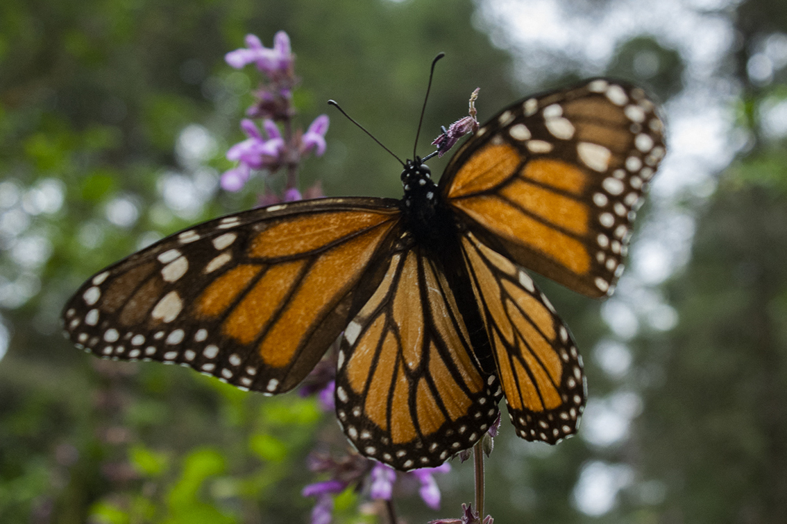 Danaus plexippus espezieko tximeleta, Mexikoko El Rosario santutegian ikusia. (Enrique CASTRO/AFP) Danaus plexippus espezieko tximeleta, Mexikoko El Rosario santutegian ikusia. (Enrique CASTRO/AFP)