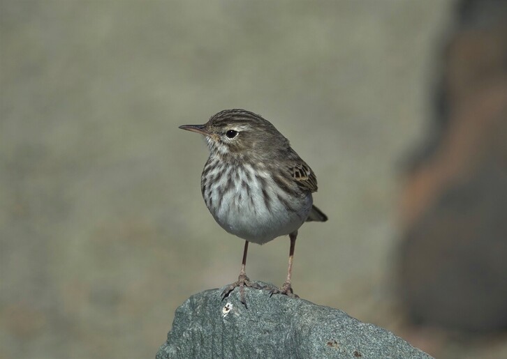 Kanariar txirta, Tenerifen.