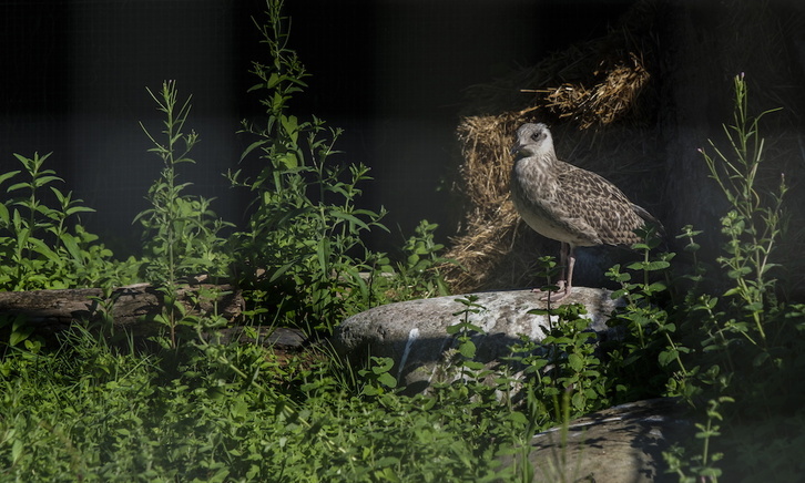 Uno de los ejemplares atendidos en el centro Basabizi.