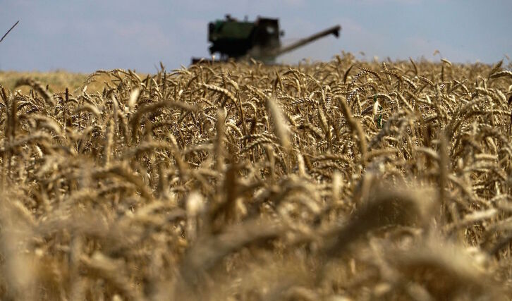 Un campo de cereal cerca de la ciudad de Mariupol.