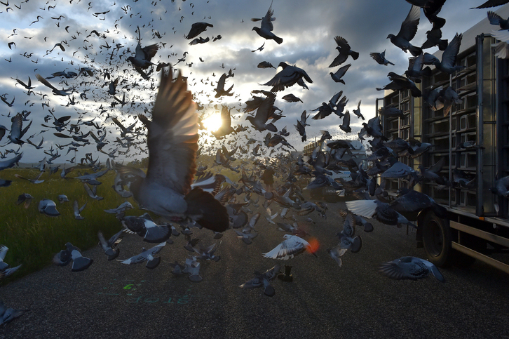 Palomas mensajeras fotografiadas en República Checa. 