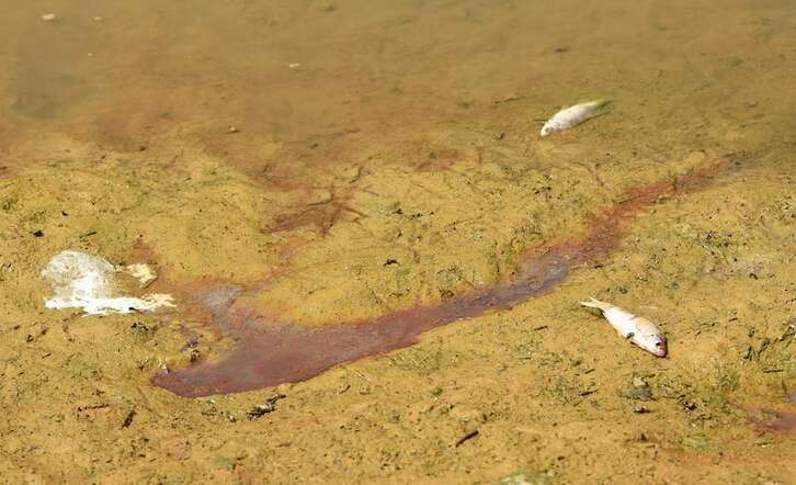 Peces muertos en las Landas a consecuencia de la sequía. En algunos ríos vascos se les están sacando de su cauce habitual para que no ocurra lo mismo.