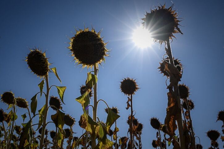 Ekilore lehorrak beroaren eta lehortearen ondorioz Saint-Ciers-sur-Bonnieur-en, Estatu frantsesean.