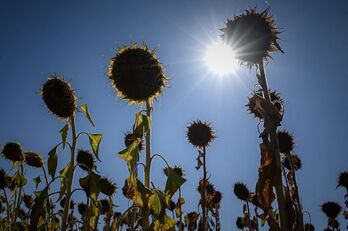 Ekilore lehorrak beroaren eta lehortearen ondorioz Saint-Ciers-sur-Bonnieur-en, Estatu frantsesean.