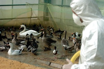 Limpieza en un lugar de acogida de aves para prevenir la extensión de la gripe aviar.